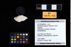 Foto (Objekt + Etikett) von Munitheites kuepperi (Fraaije et al., 2019)  (NHMW-GEO-2017-0093-0009)